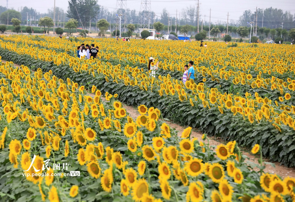 安徽淮北:向日葵綻放迎客來【3】