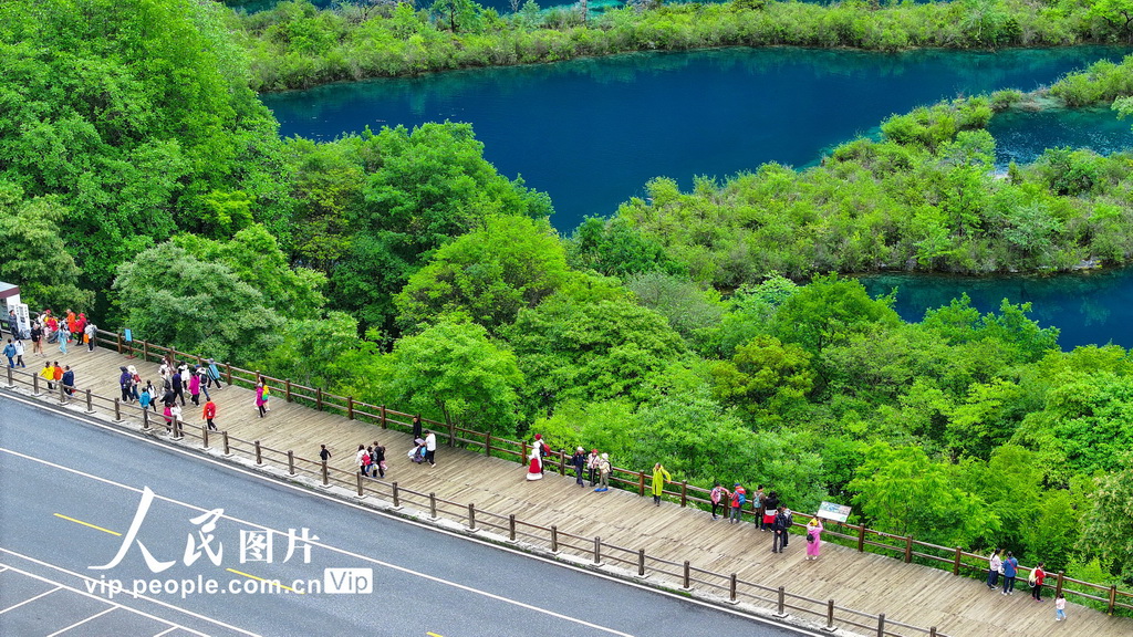 四川阿壩:九寨溝綠意盎然【4】