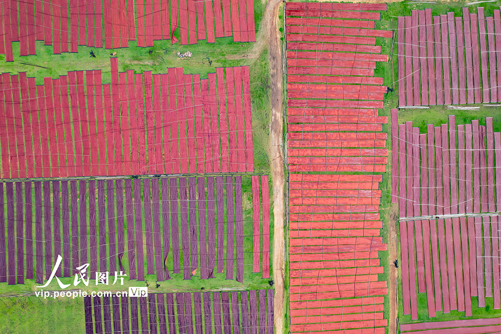 廣西蒙山:天晴晾曬香云紗【3】