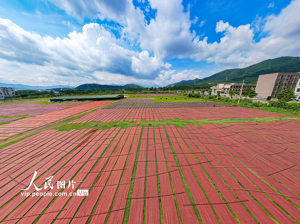 廣西蒙山:天晴晾曬香云紗【4】