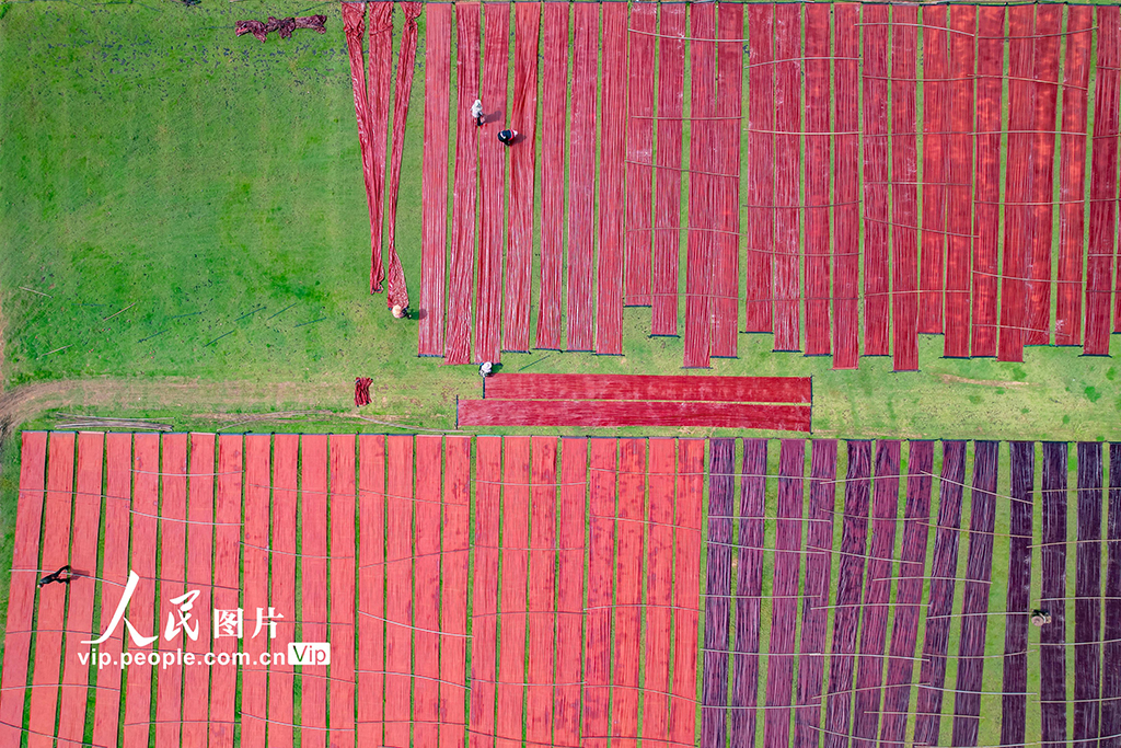 廣西蒙山：天晴晾曬香云紗