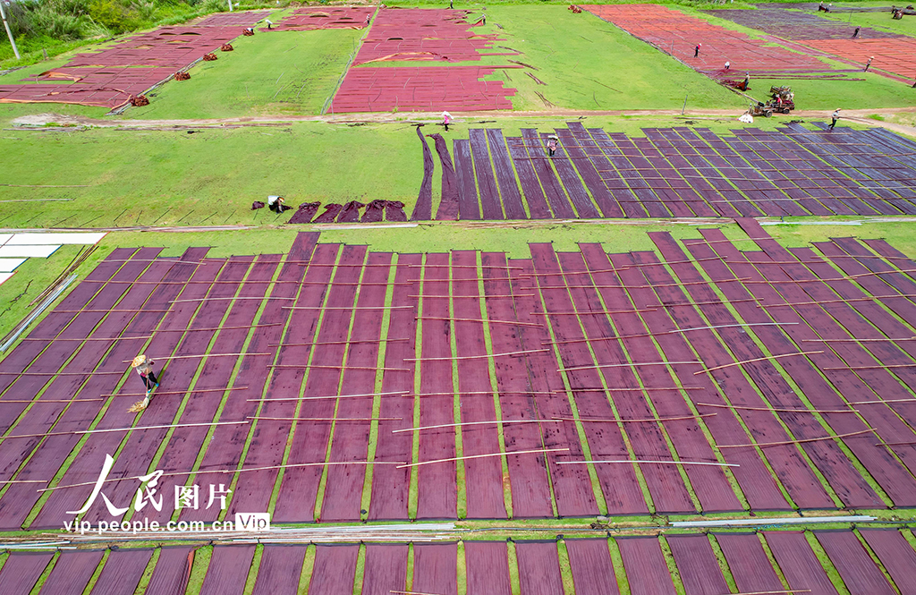 廣西蒙山:天晴晾曬香云紗【6】