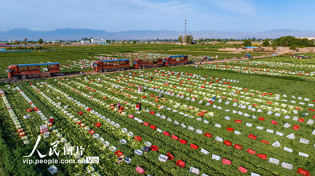 甘肅張掖:夏菜豐收供應市場【4】