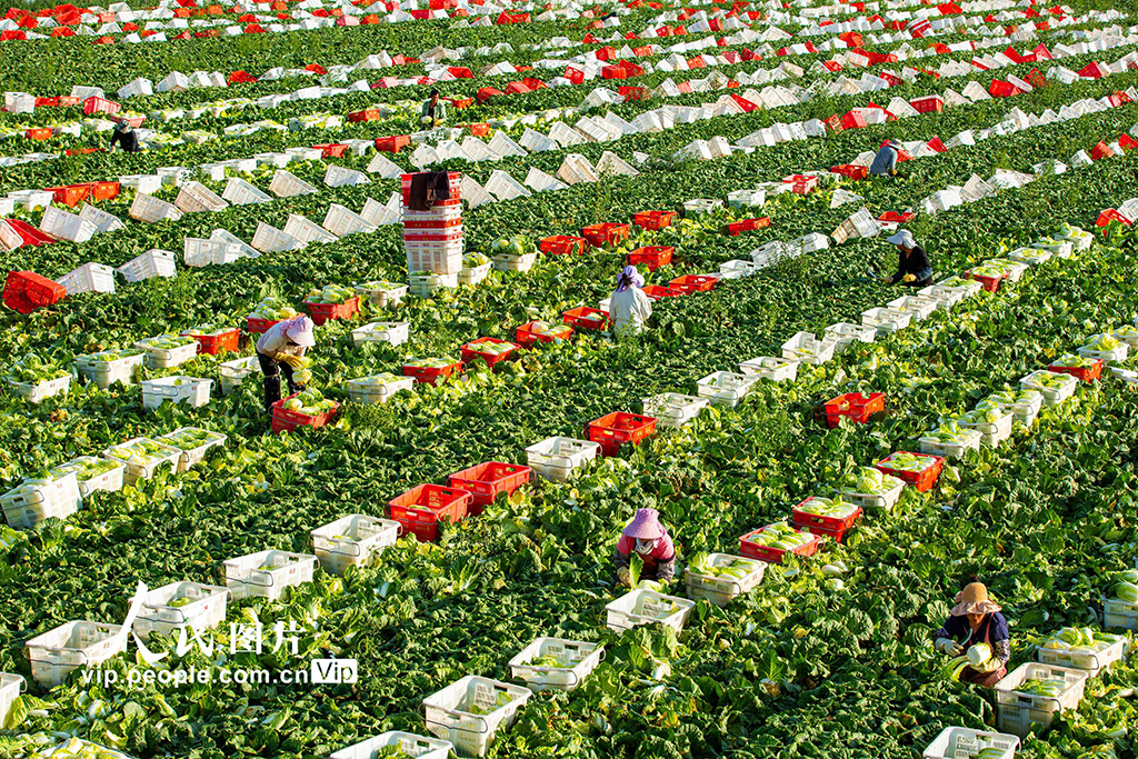 甘肅張掖:夏菜豐收供應市場【3】