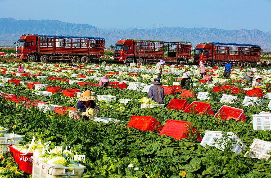 甘肅張掖：夏菜豐收供應市場