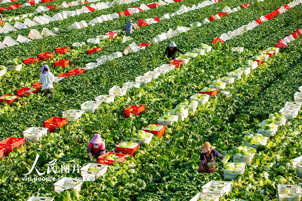 甘肅張掖:夏菜豐收供應市場【5】