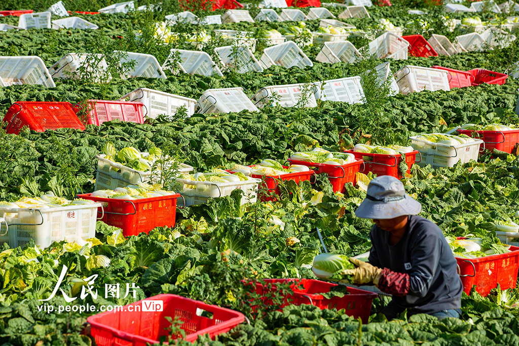 甘肅張掖:夏菜豐收供應市場【2】