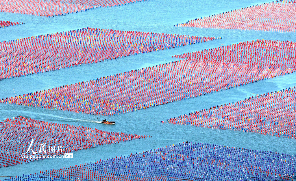 福建霞浦:海洋牧場養殖作業【2】