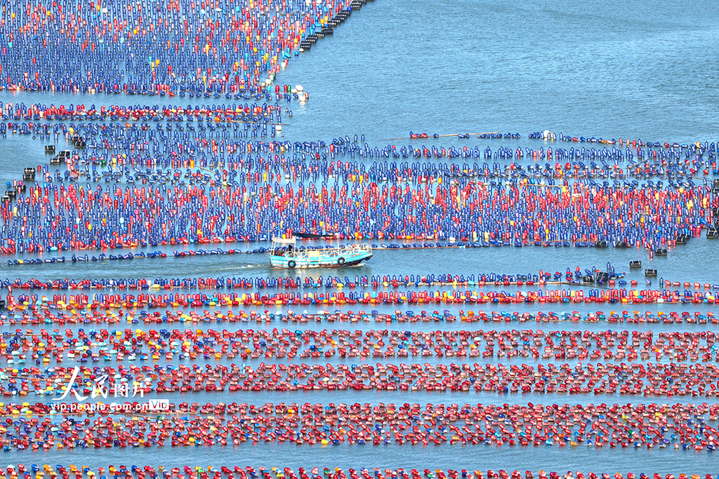 福建霞浦:海洋牧場養殖作業【3】