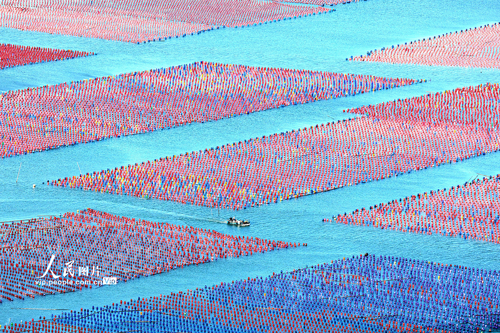 福建霞浦:海洋牧場養殖作業【4】