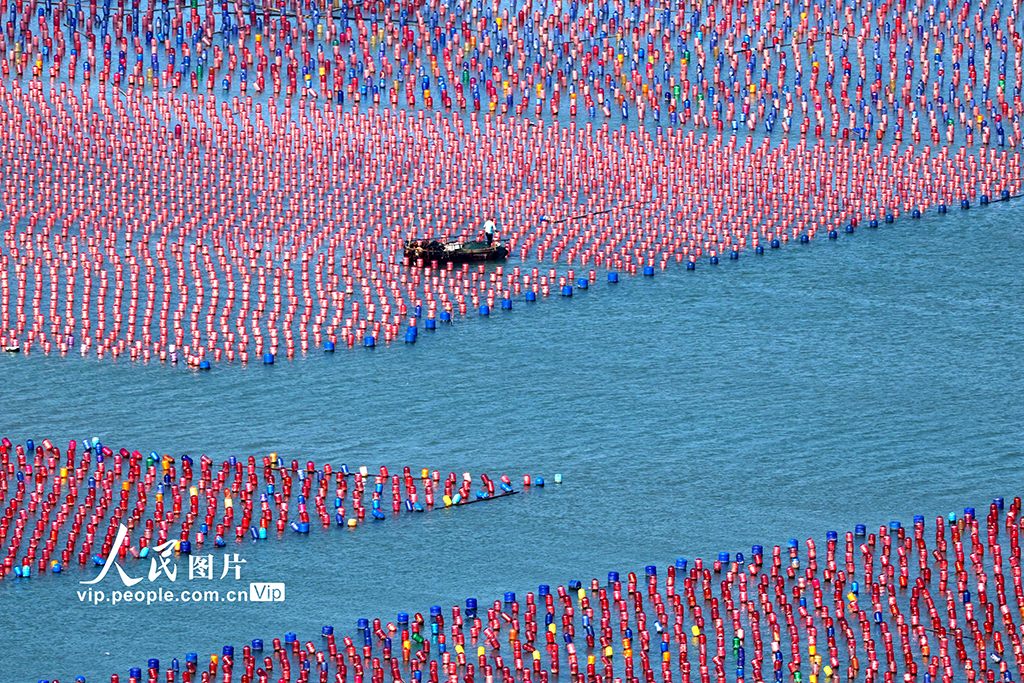 福建霞浦:海洋牧場養殖作業【5】