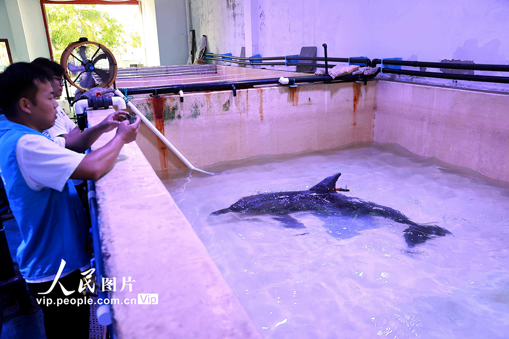 海南三亞：我國今年首頭成功救助的擱淺糙齒海豚成功放歸大?！?】