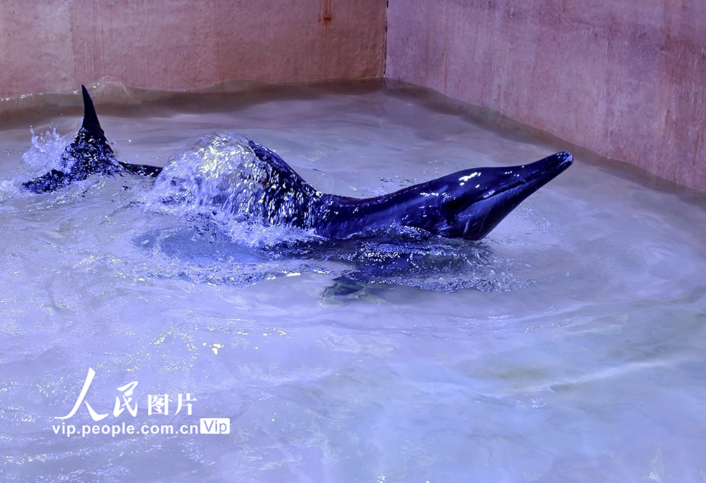 海南三亞：我國今年首頭成功救助的擱淺糙齒海豚成功放歸大?！?】