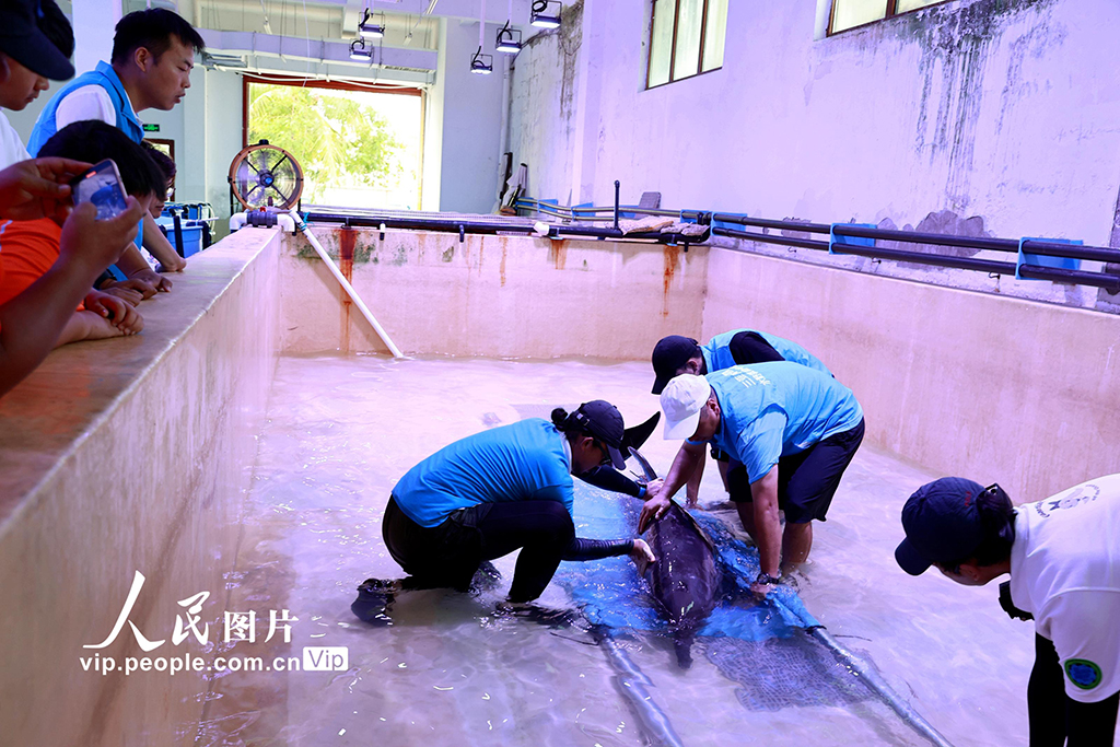 海南三亞：我國今年首頭成功救助的擱淺糙齒海豚成功放歸大?！?】