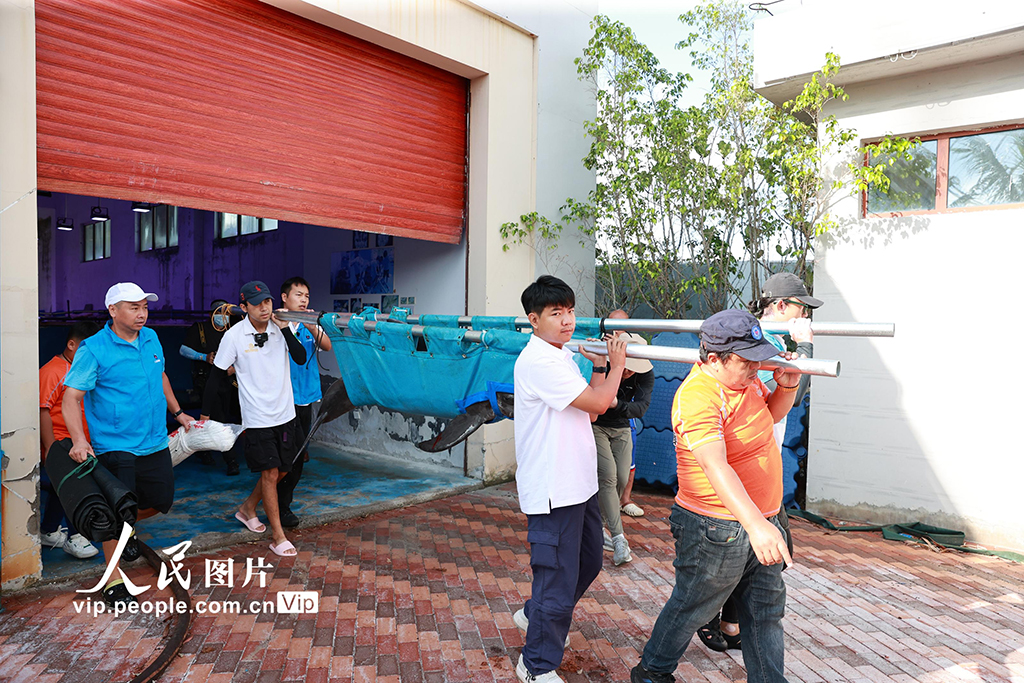 海南三亞：我國今年首頭成功救助的擱淺糙齒海豚成功放歸大?！?】