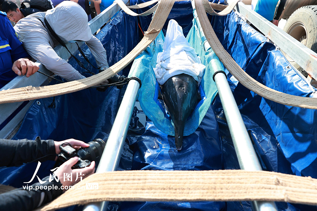 海南三亞：我國今年首頭成功救助的擱淺糙齒海豚成功放歸大?！?】