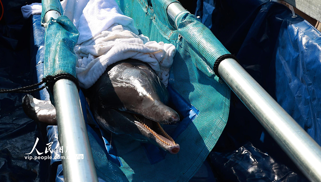 海南三亞：我國今年首頭成功救助的擱淺糙齒海豚成功放歸大?！?】