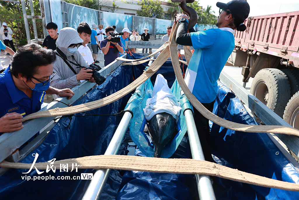 海南三亞：我國今年首頭成功救助的擱淺糙齒海豚成功放歸大?！?】