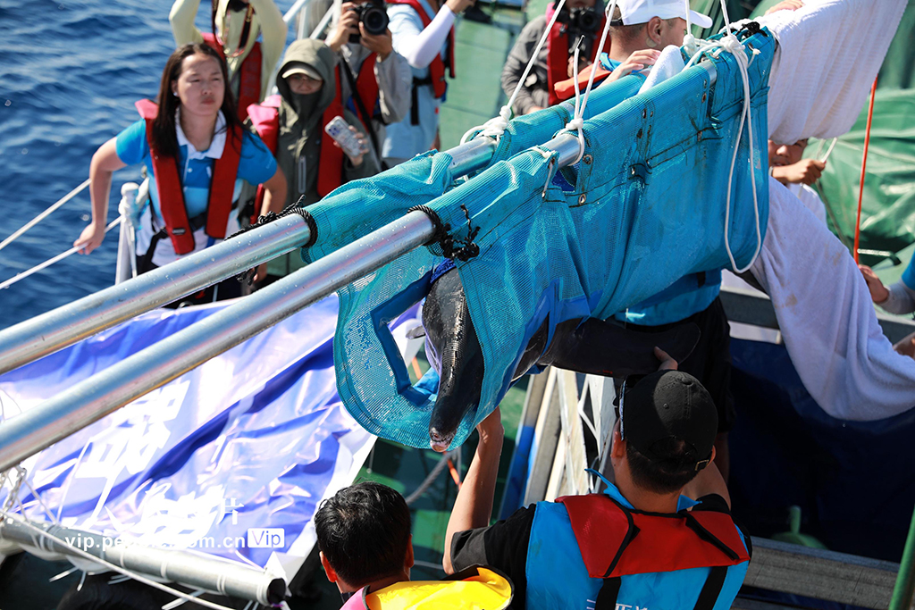 海南三亞：我國今年首頭成功救助的擱淺糙齒海豚成功放歸大?！?】