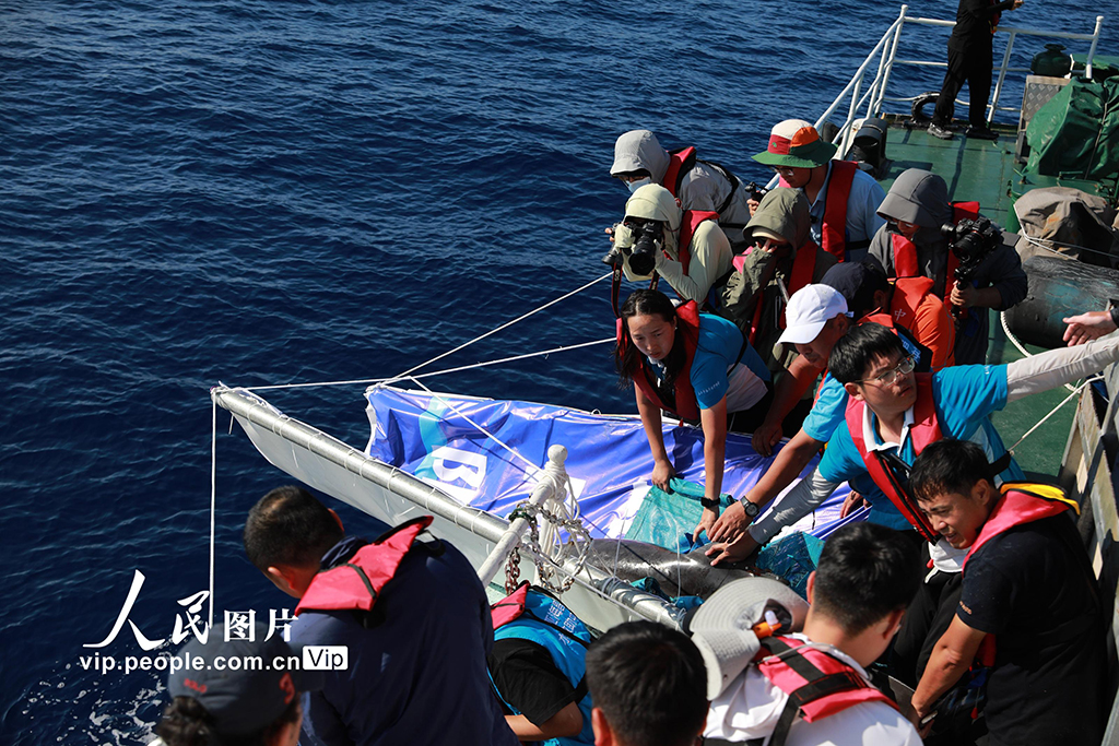 海南三亞:我國今年首頭成功救助的擱淺糙齒海豚成功放歸大?!?0】