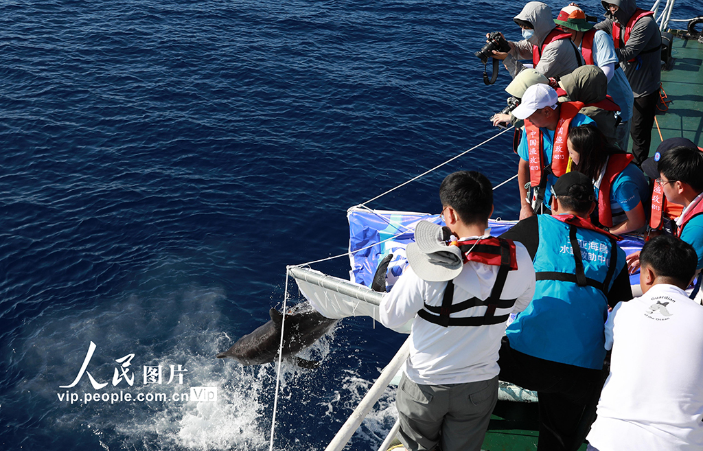 海南三亞：我國今年首頭成功救助的擱淺糙齒海豚成功放歸大?！?1】