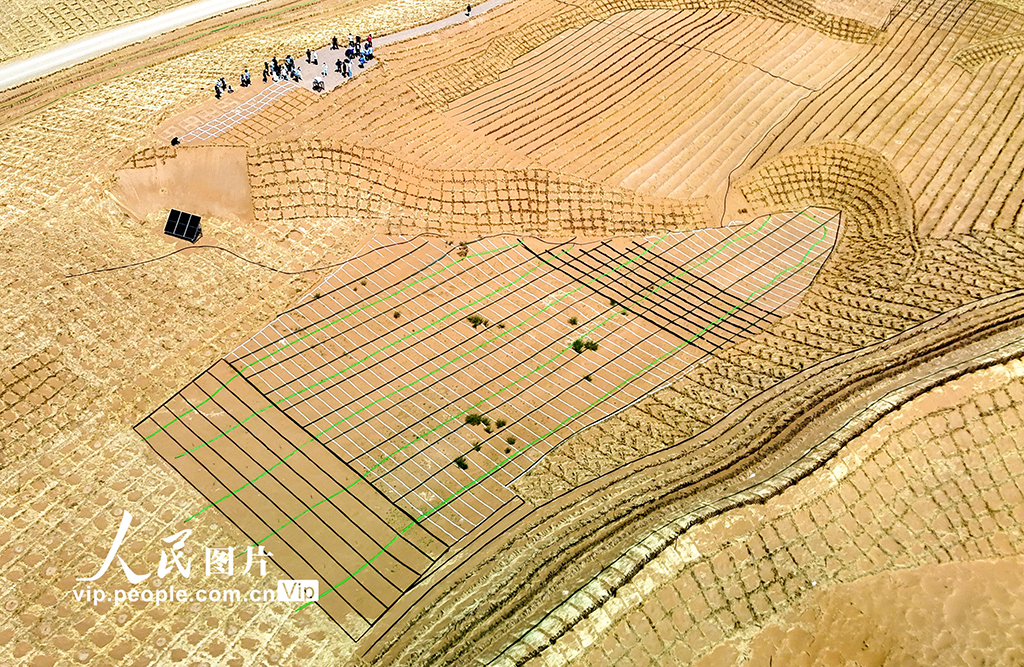 甘肅民勤380公里環綠洲鎖邊林帶閉環圍合【5】