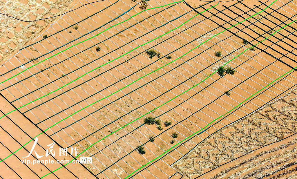 甘肅民勤380公里環綠洲鎖邊林帶閉環圍合【6】