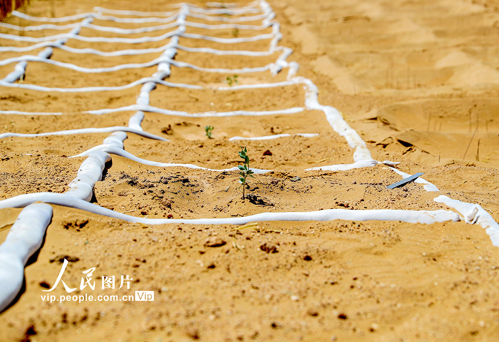 甘肅民勤380公里環綠洲鎖邊林帶閉環圍合【8】