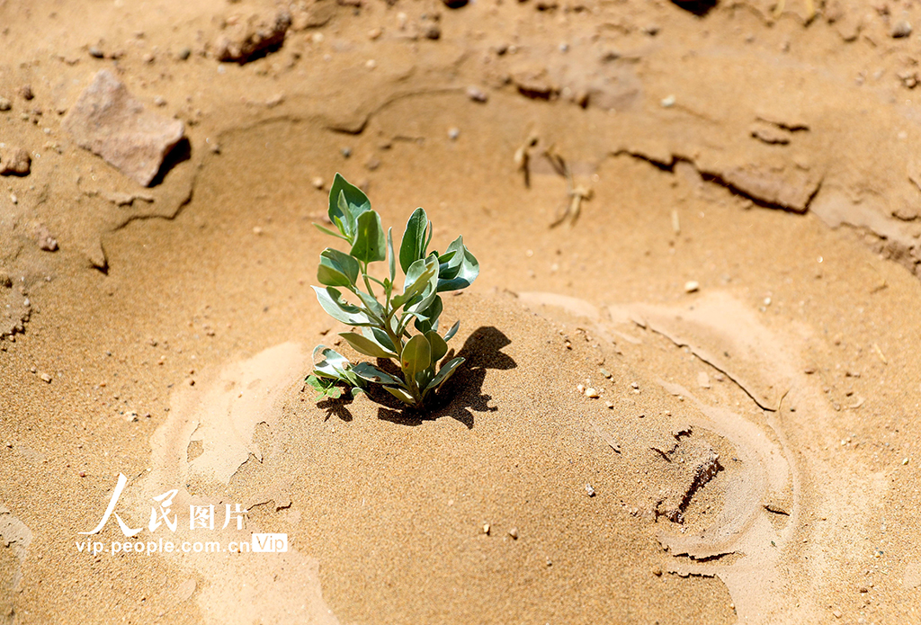 甘肅民勤380公里環綠洲鎖邊林帶閉環圍合【3】