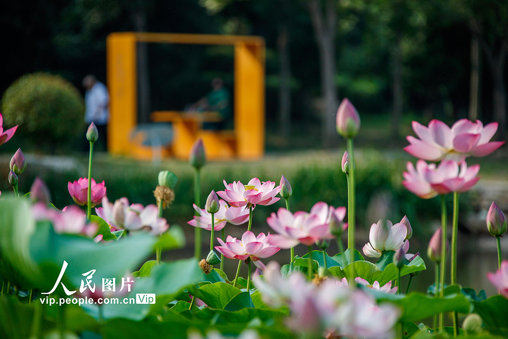 河南睢縣:初夏荷花始盛開【3】