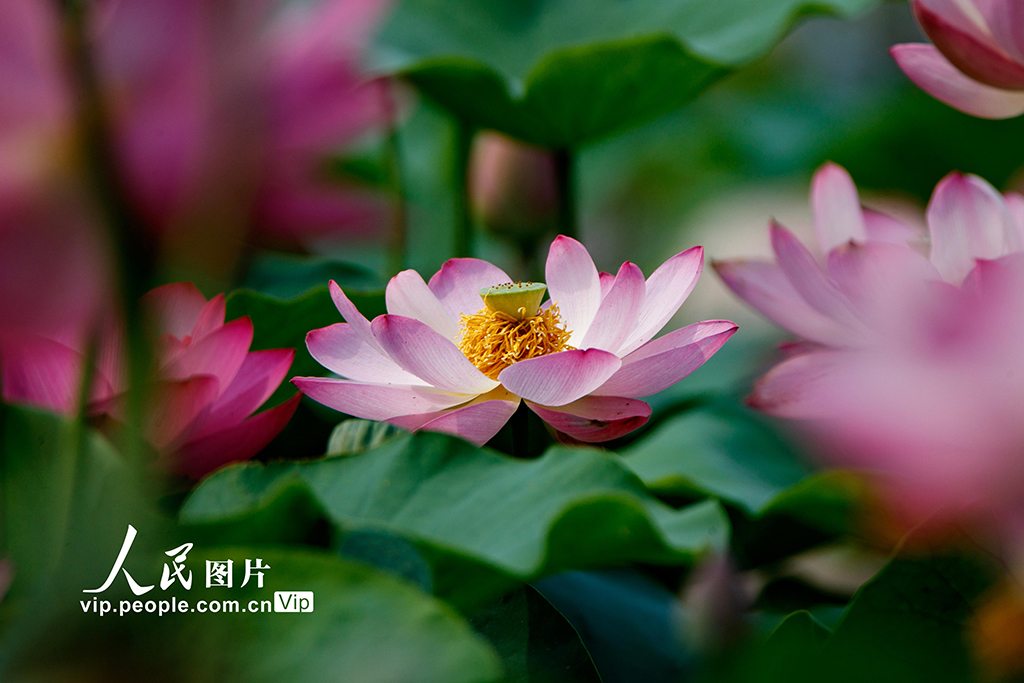 河南睢縣:初夏荷花始盛開【4】