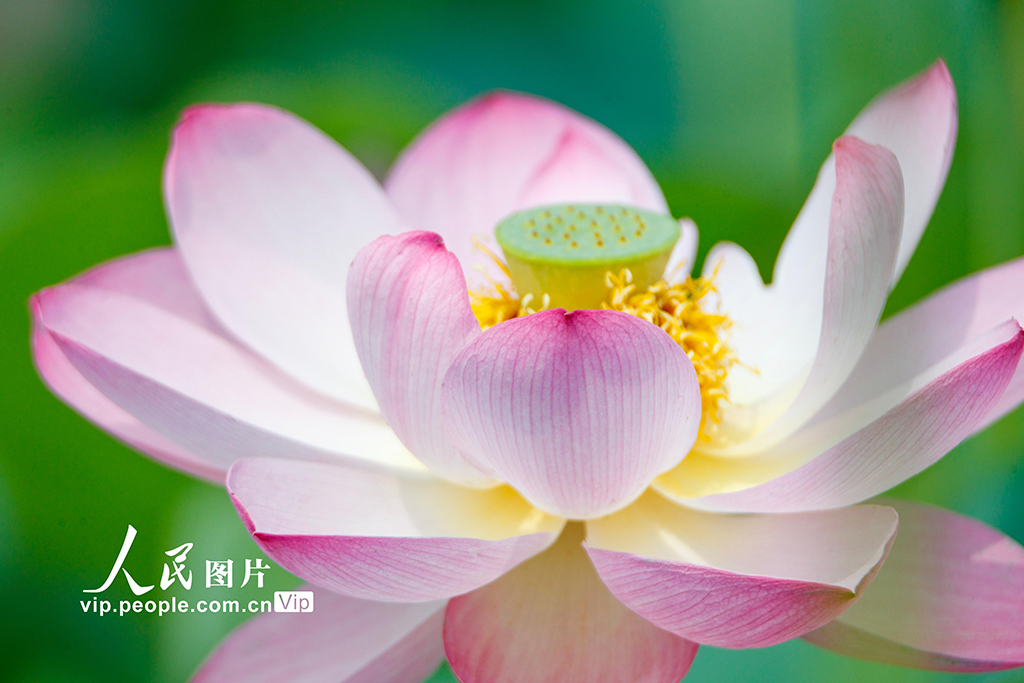 河南睢縣:初夏荷花始盛開【6】