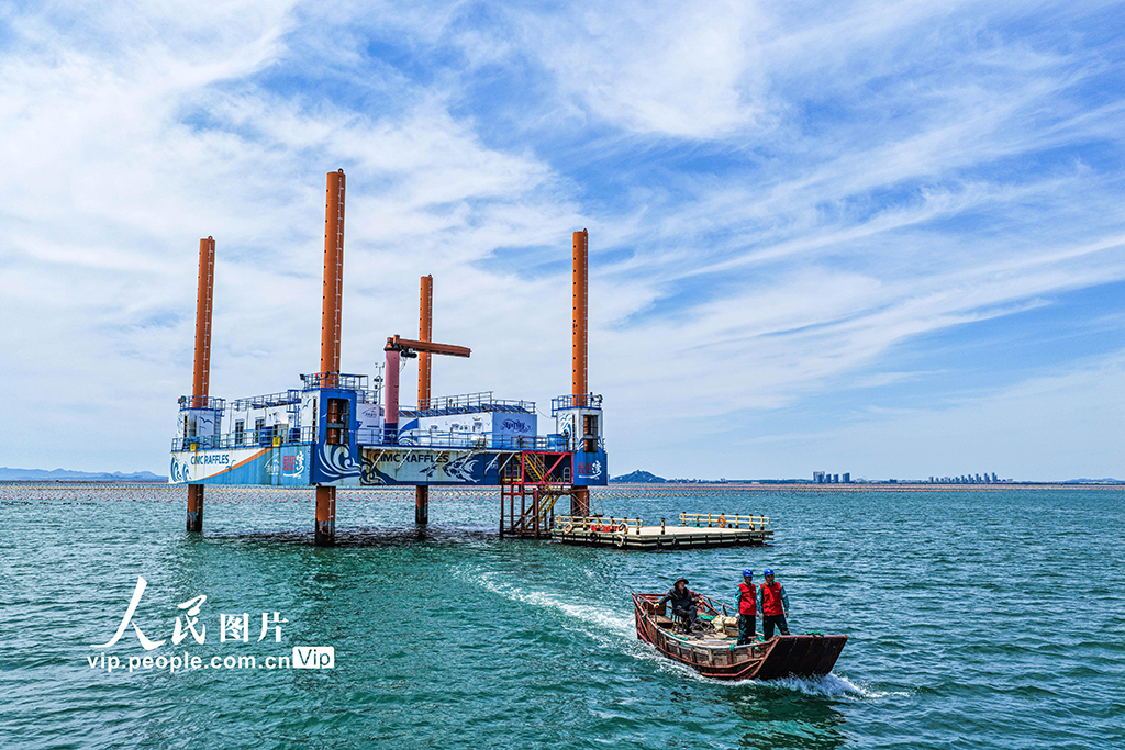 山東榮成：電力巡檢為海洋牧場“護航”