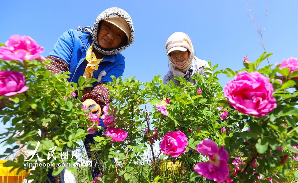 甘肅山丹：“芳香經濟”助力鄉村振興