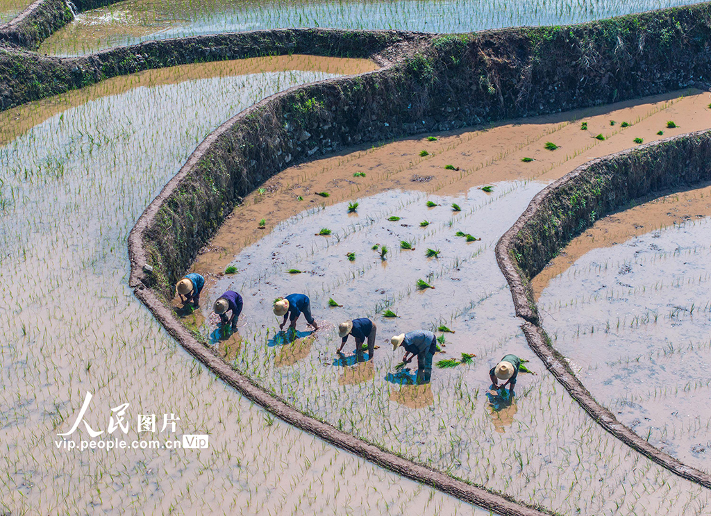 湖北秭歸:穩定水稻生產 助力農民增收【3】