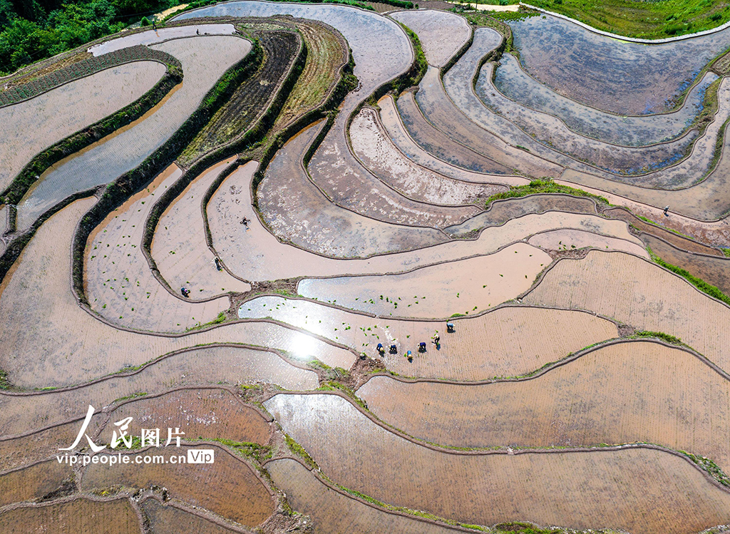 湖北秭歸：穩定水稻生產 助力農民增收