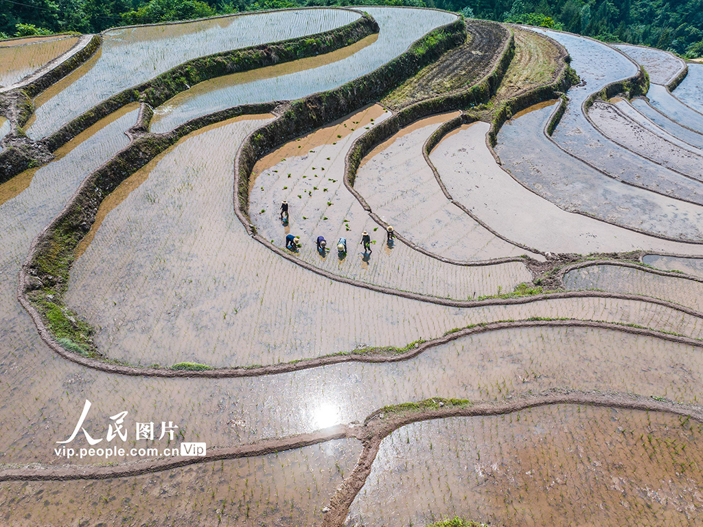 湖北秭歸:穩定水稻生產 助力農民增收【2】