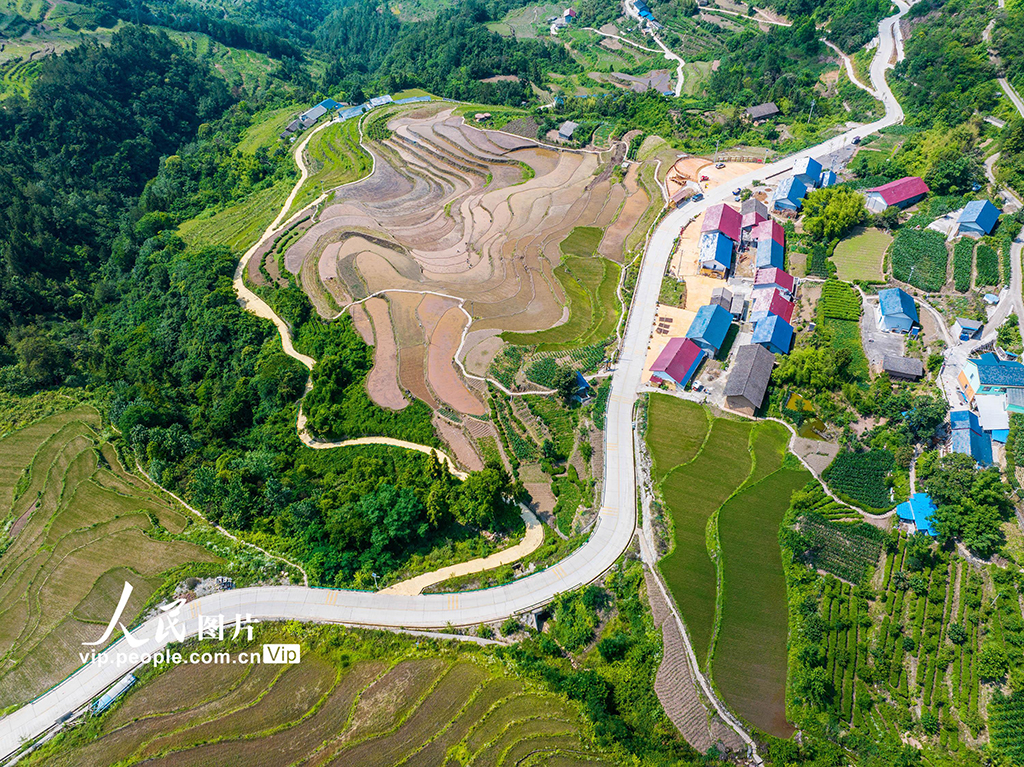 湖北秭歸:穩定水稻生產 助力農民增收【5】