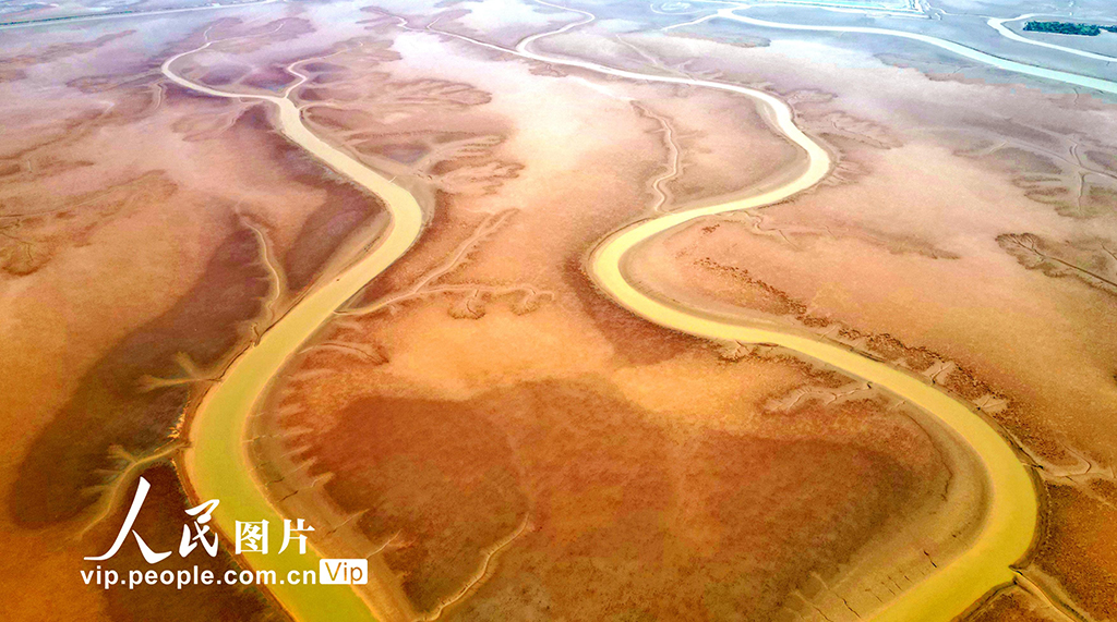 山東東營:生態濕地美如畫【3】