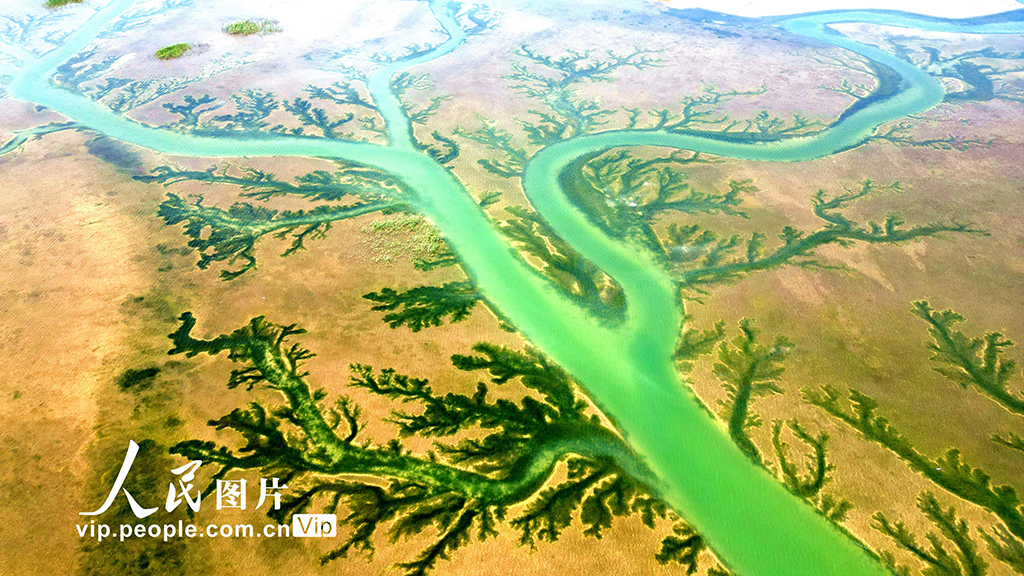 山東東營：生態濕地美如畫