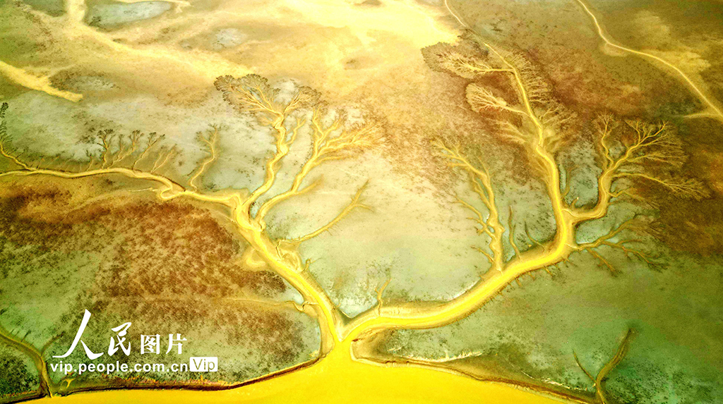 山東東營:生態濕地美如畫【2】