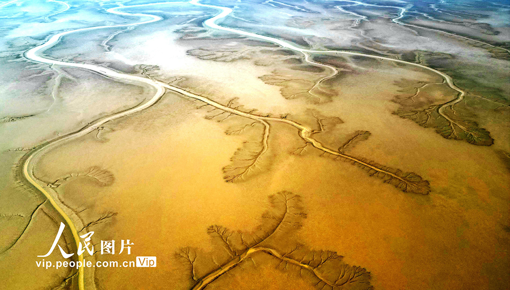 山東東營:生態濕地美如畫【5】