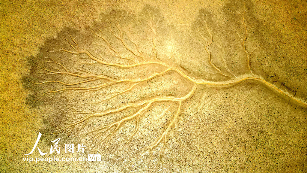 山東東營:生態濕地美如畫【6】