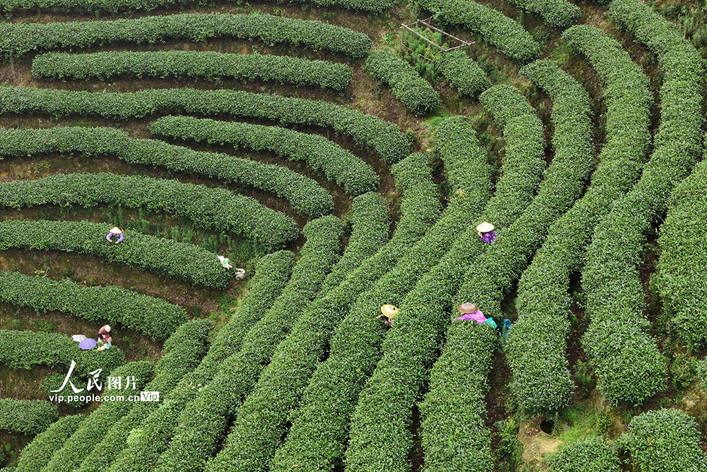 湖南通道：夏日采茶忙