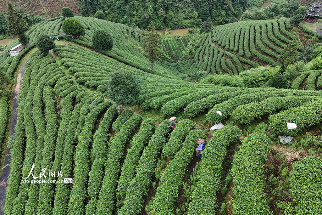 湖南通道:夏日采茶忙【2】