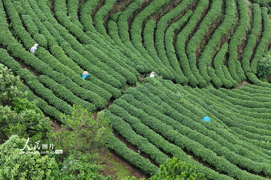 湖南通道:夏日采茶忙【3】