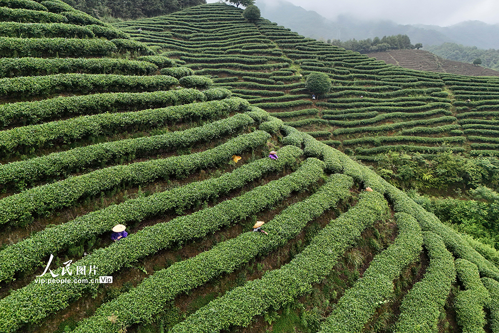 湖南通道:夏日采茶忙【4】