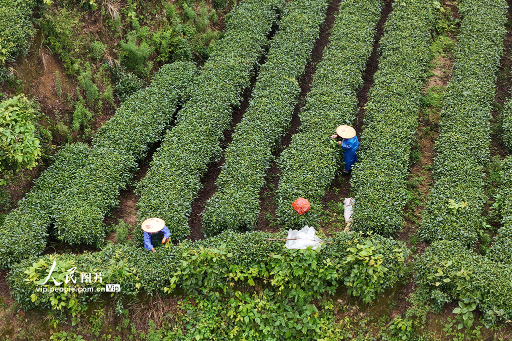 湖南通道:夏日采茶忙【5】