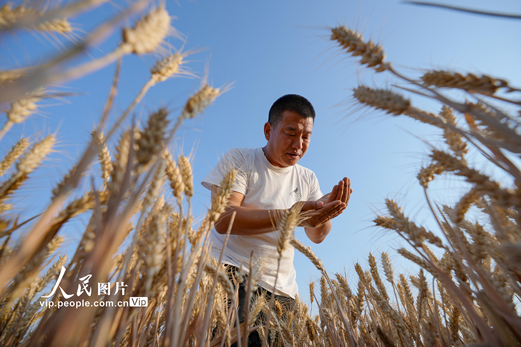 山西運城:黃河灘涂農業生產忙【3】