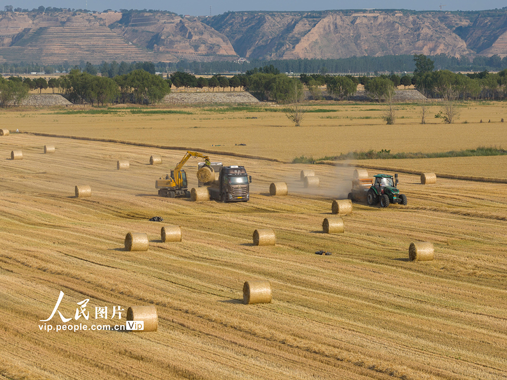 山西運城:黃河灘涂農業生產忙【4】